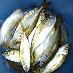 今秋、初ナイトアジング！